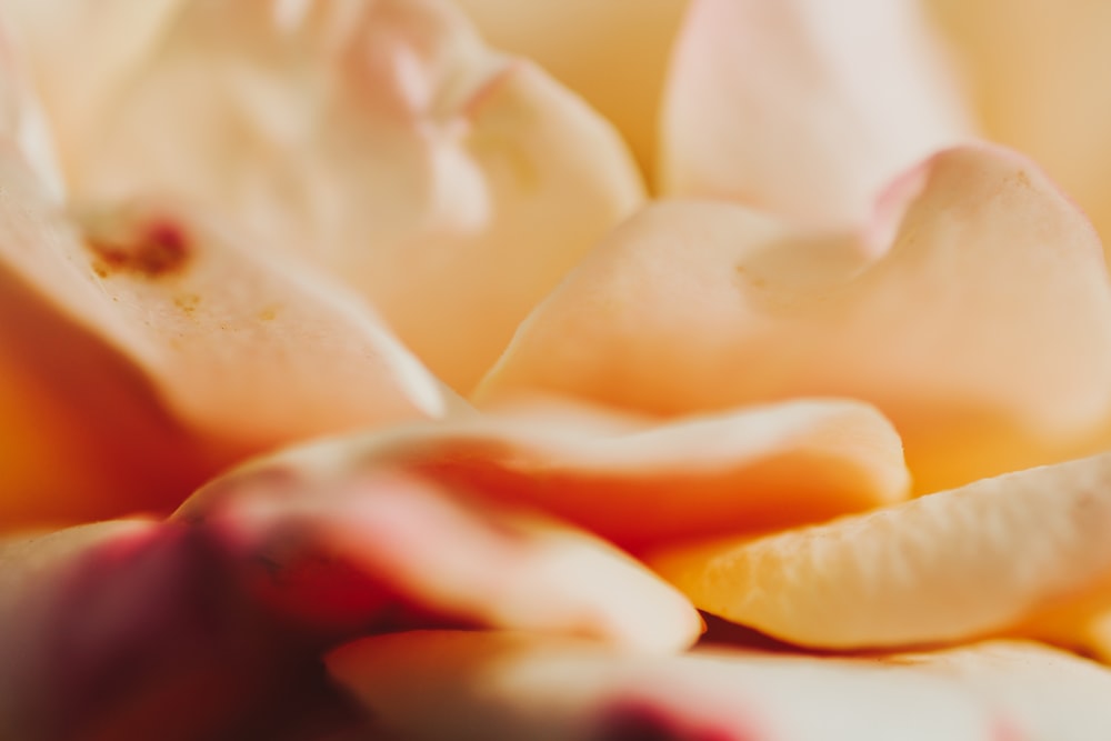 a close up of a flower with a blurry background