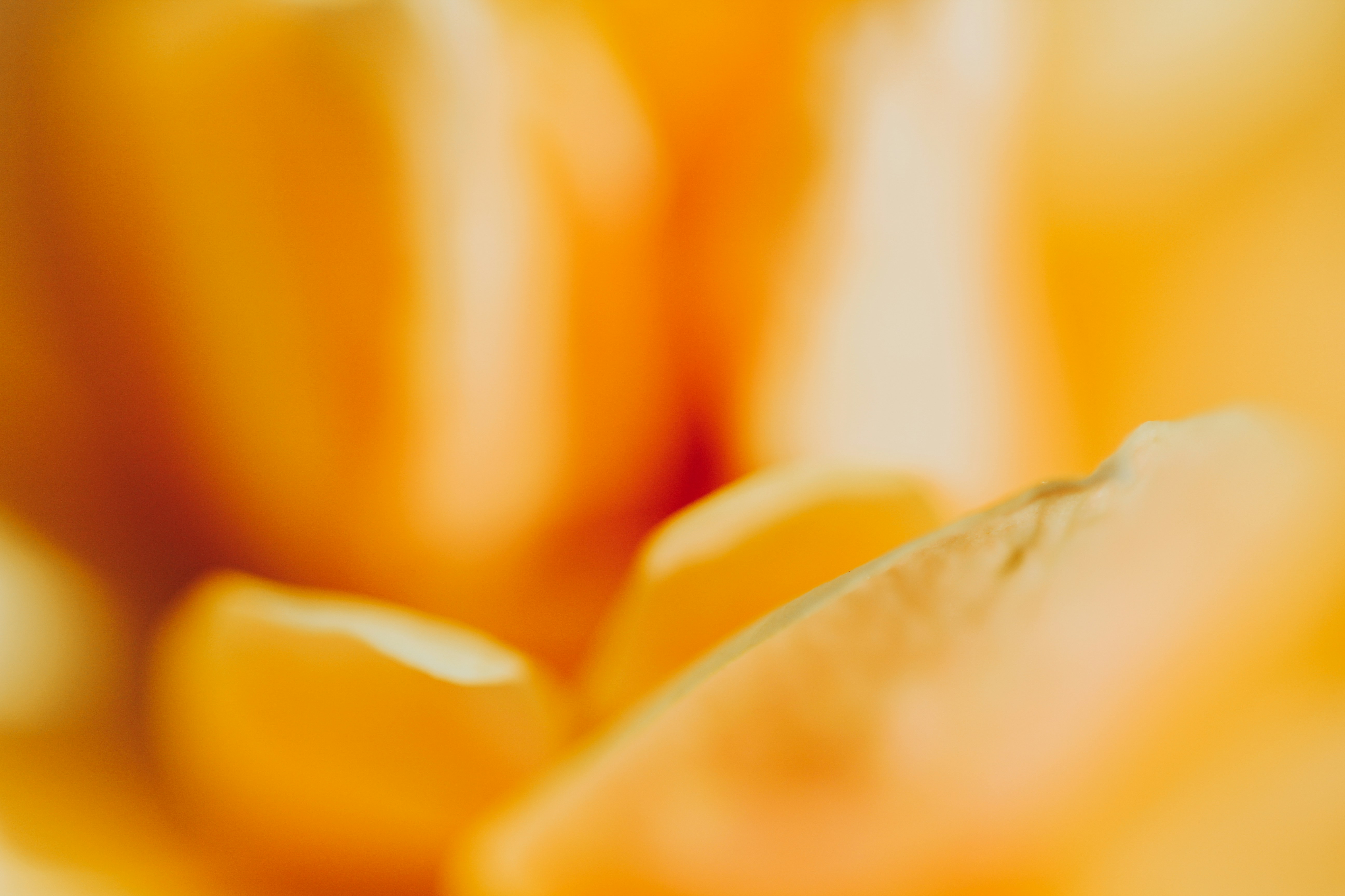 Photo by giorgiotrovato