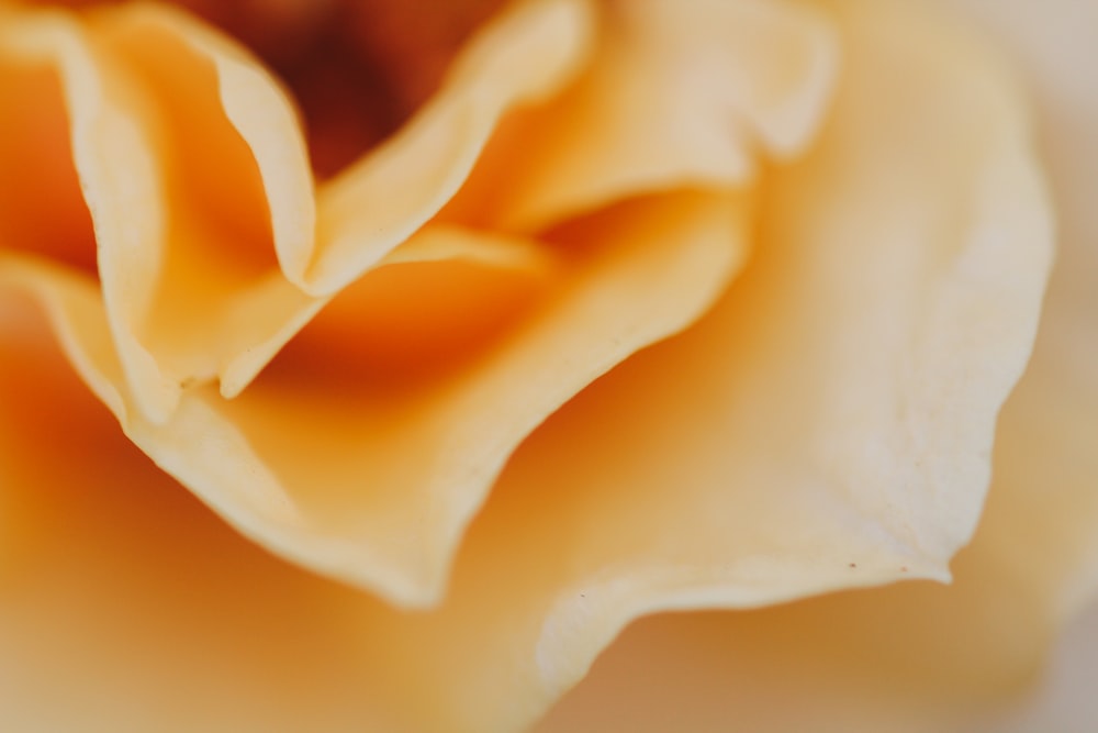 a close up view of a yellow rose