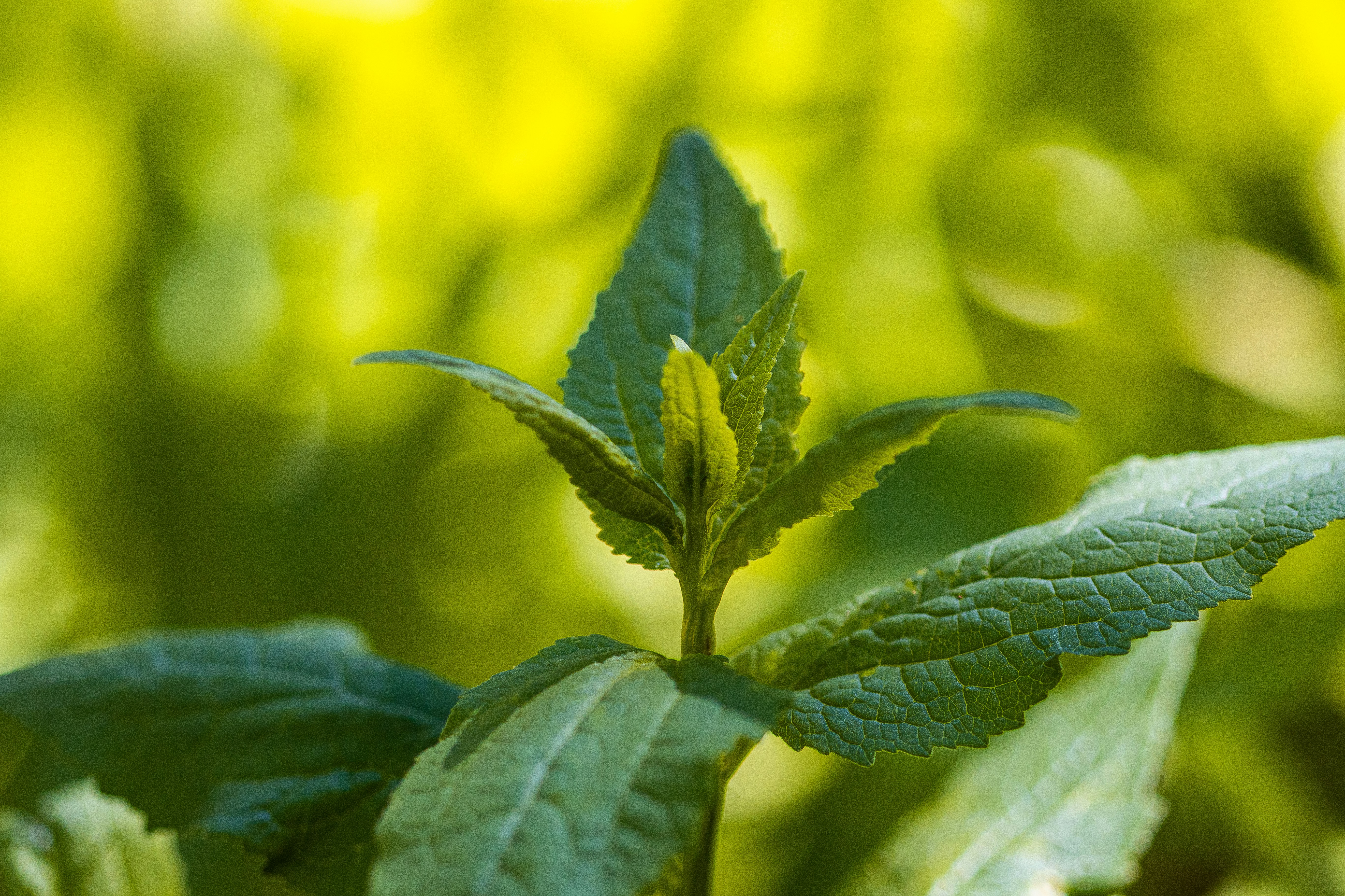 The Benefits of Herbal Teas - Wellness Tips