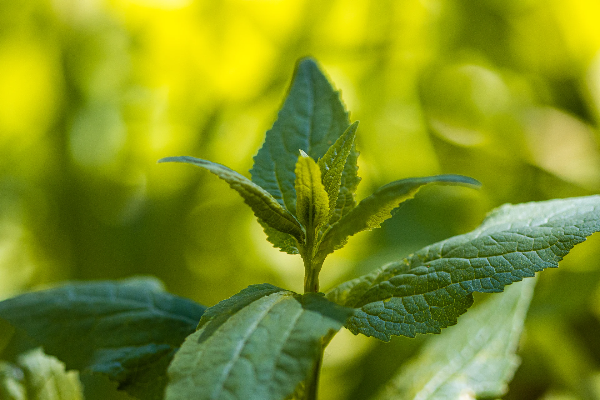 a close up of a green leaf on a plant