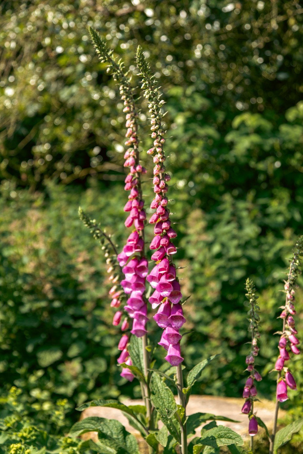 a pink flower is in a pot in a garden