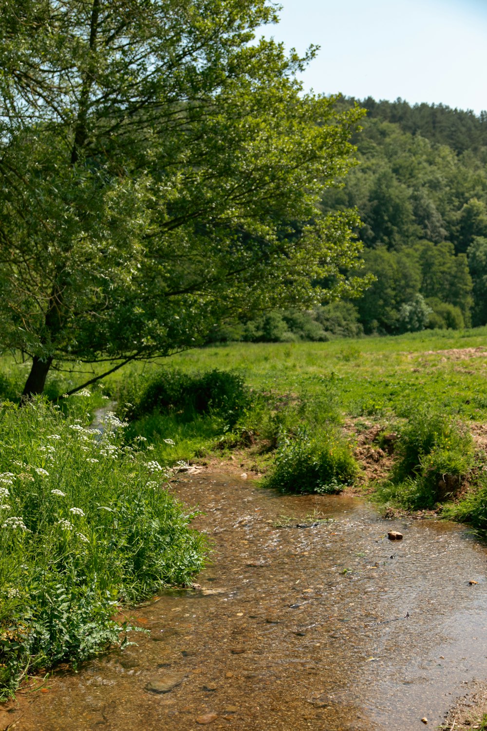 un arroyo que atraviesa un frondoso bosque verde