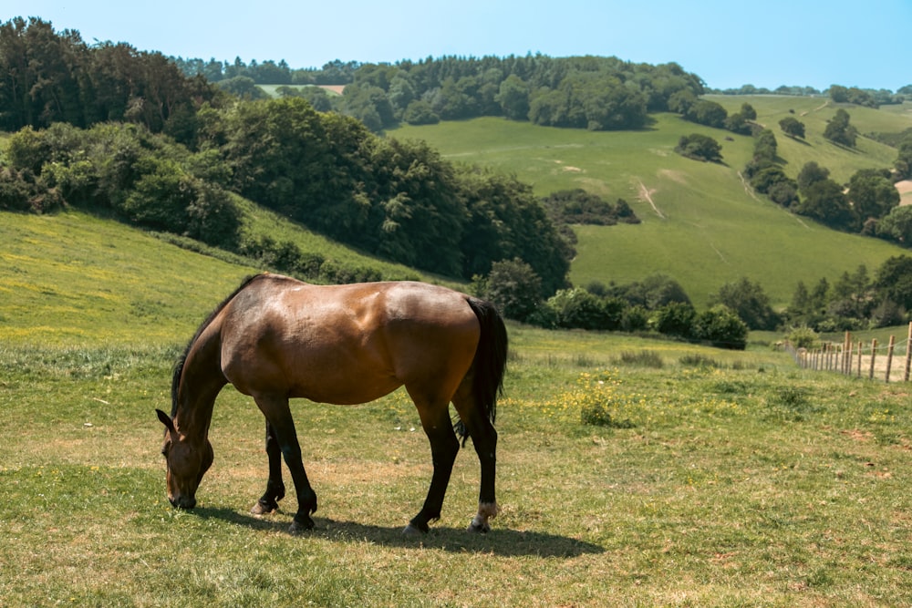 a brown horse grazing on a lush green hillside