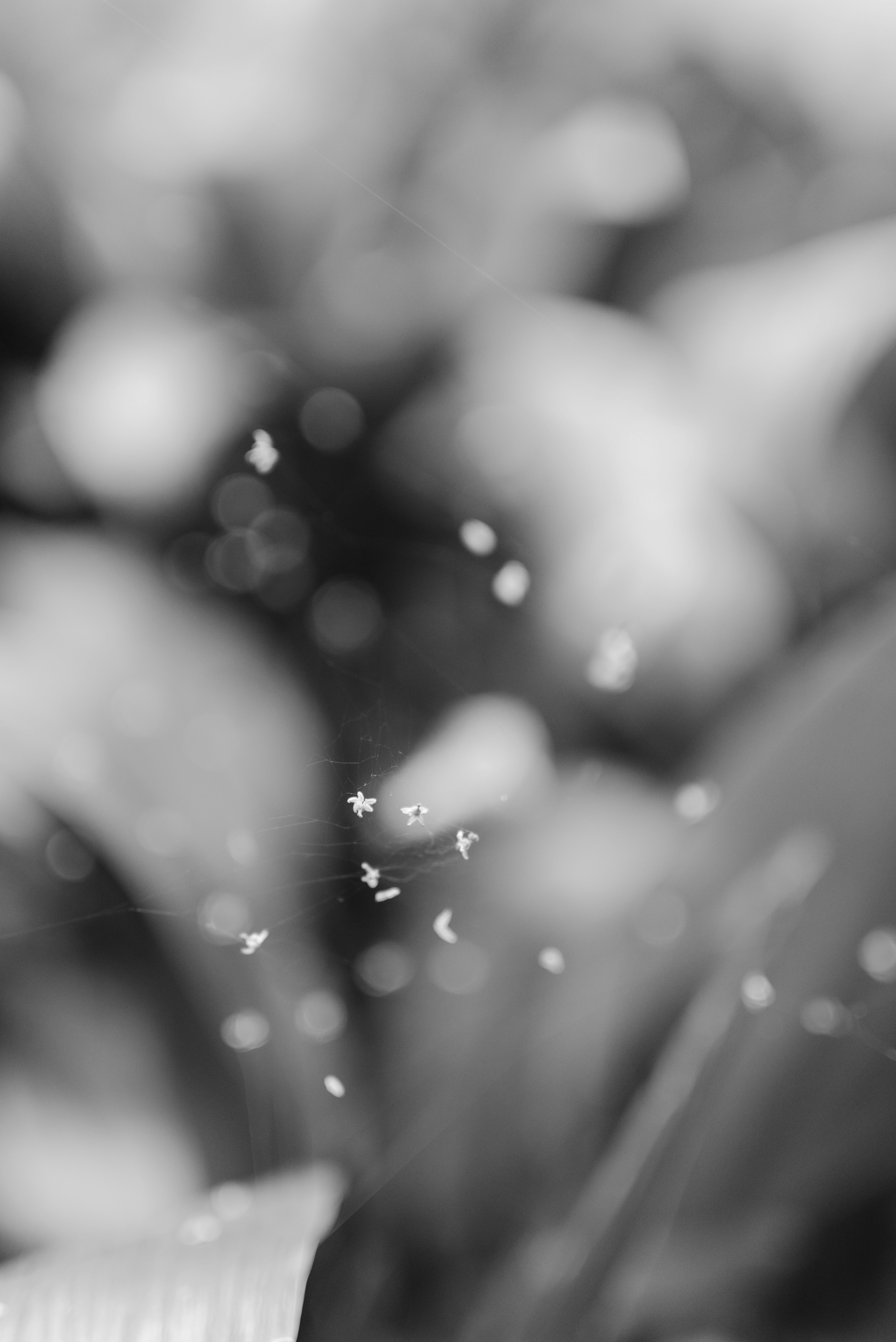 Photo by carolineattilio