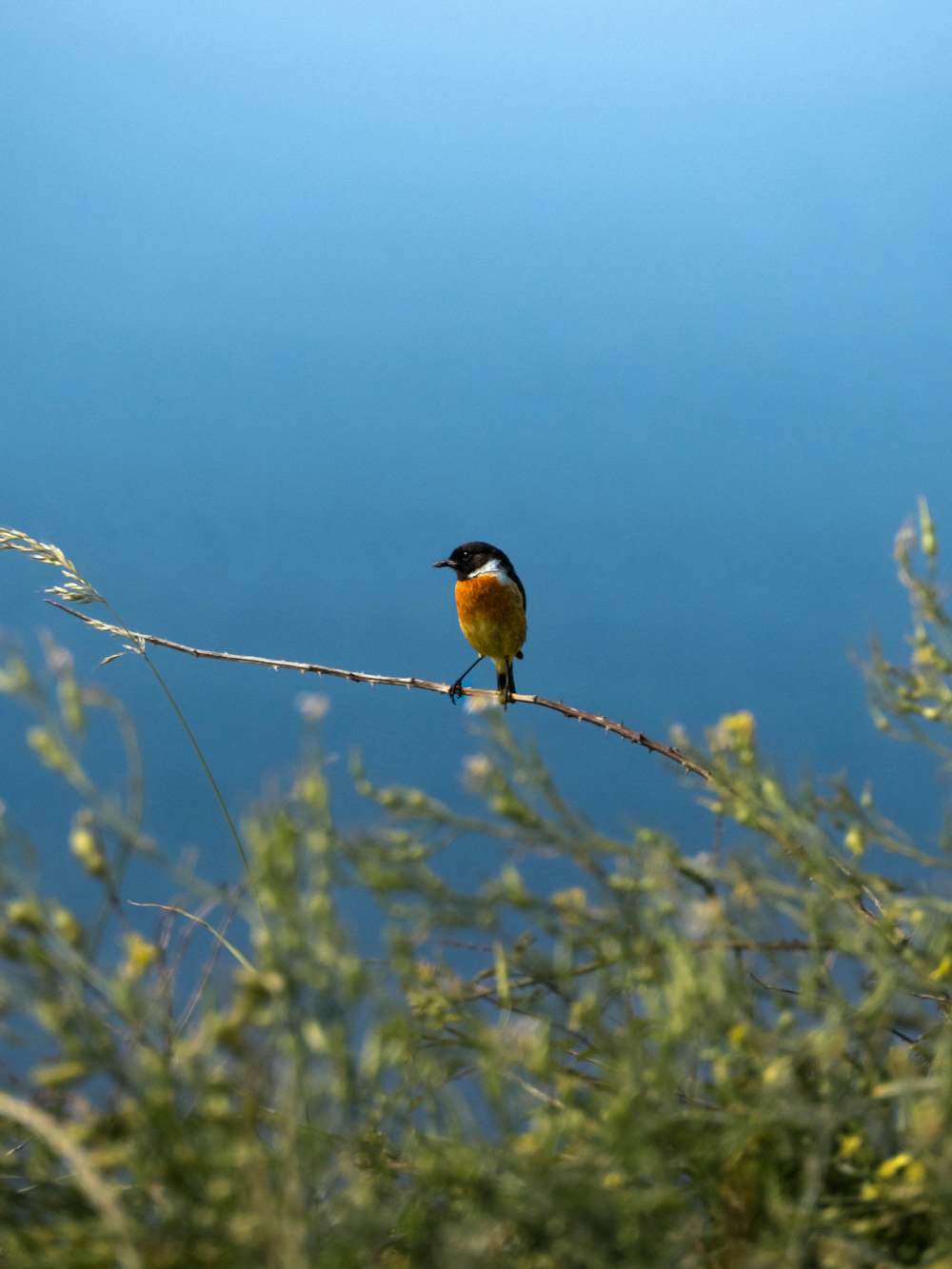 a small bird perched on a thin branch