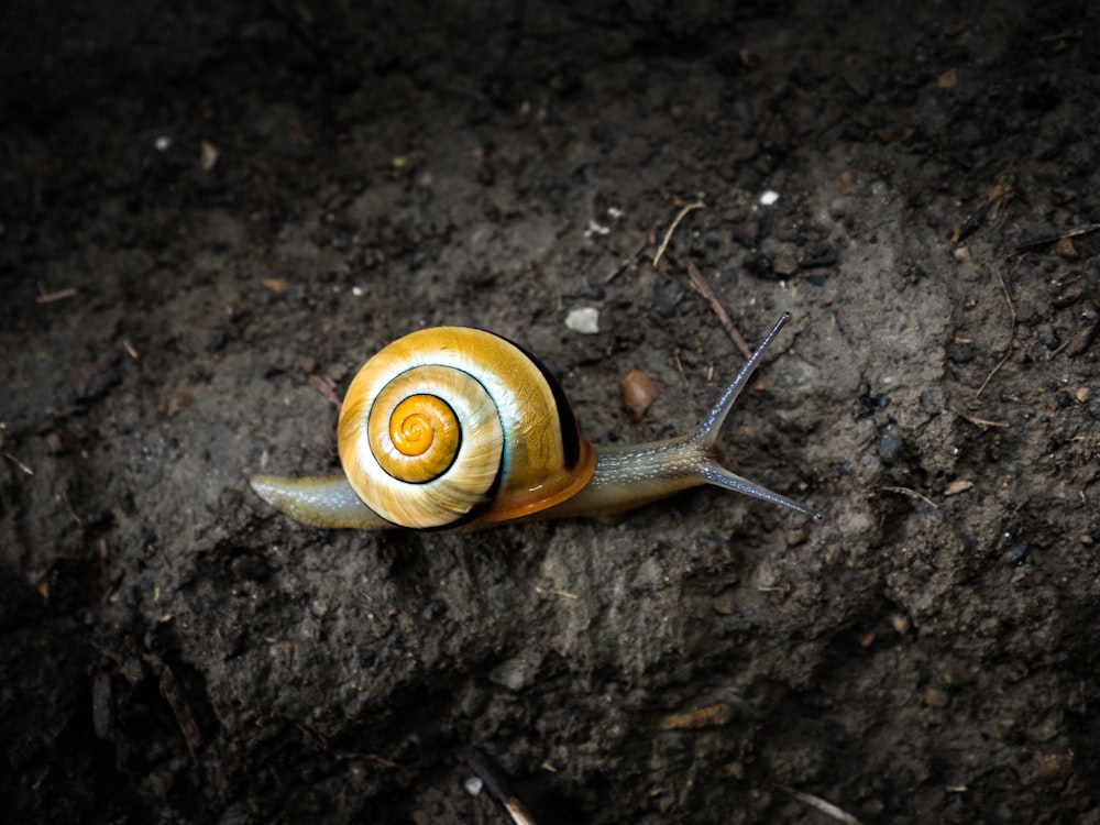 a snail crawling on the ground in the dirt