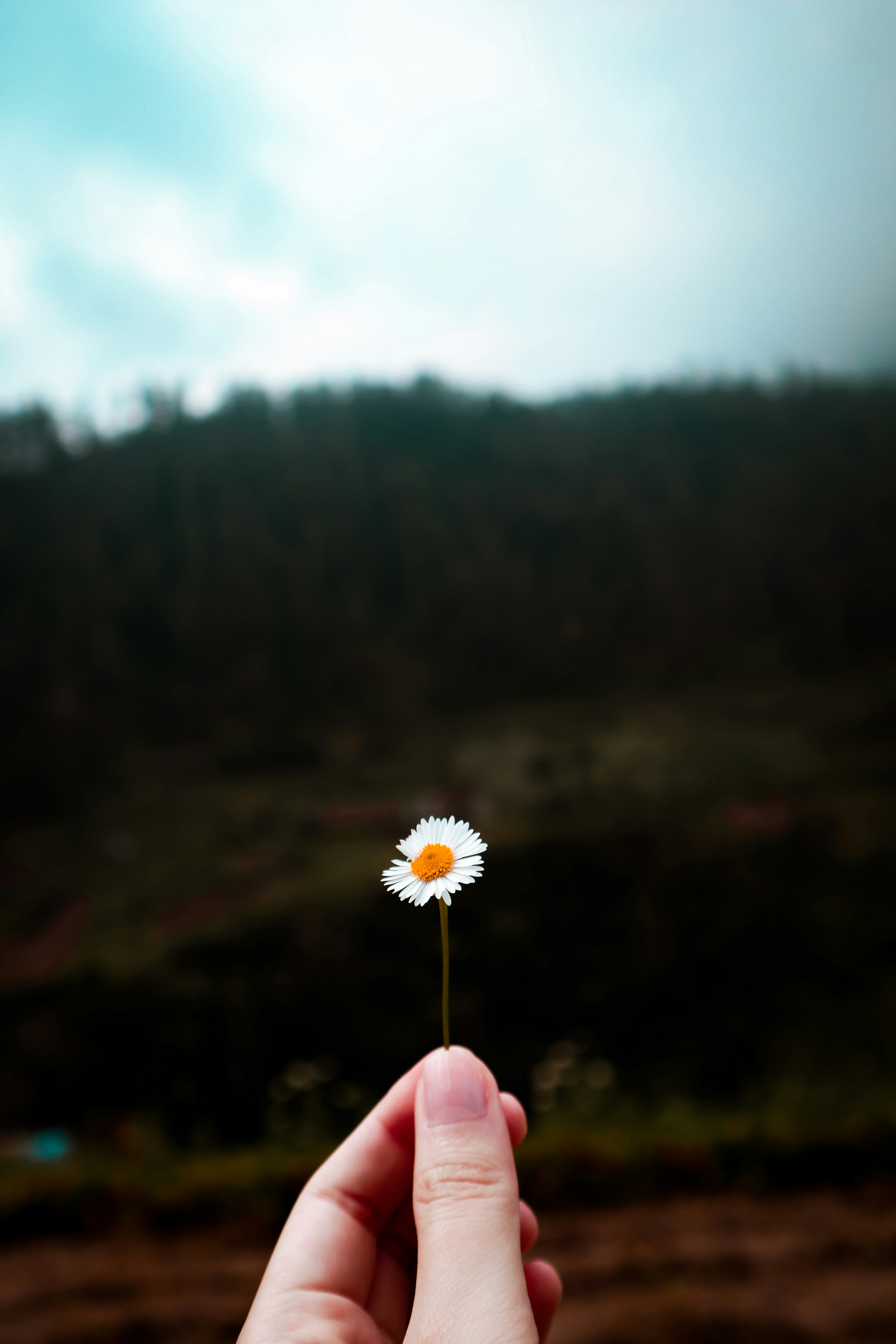a person holding a flower in their hand