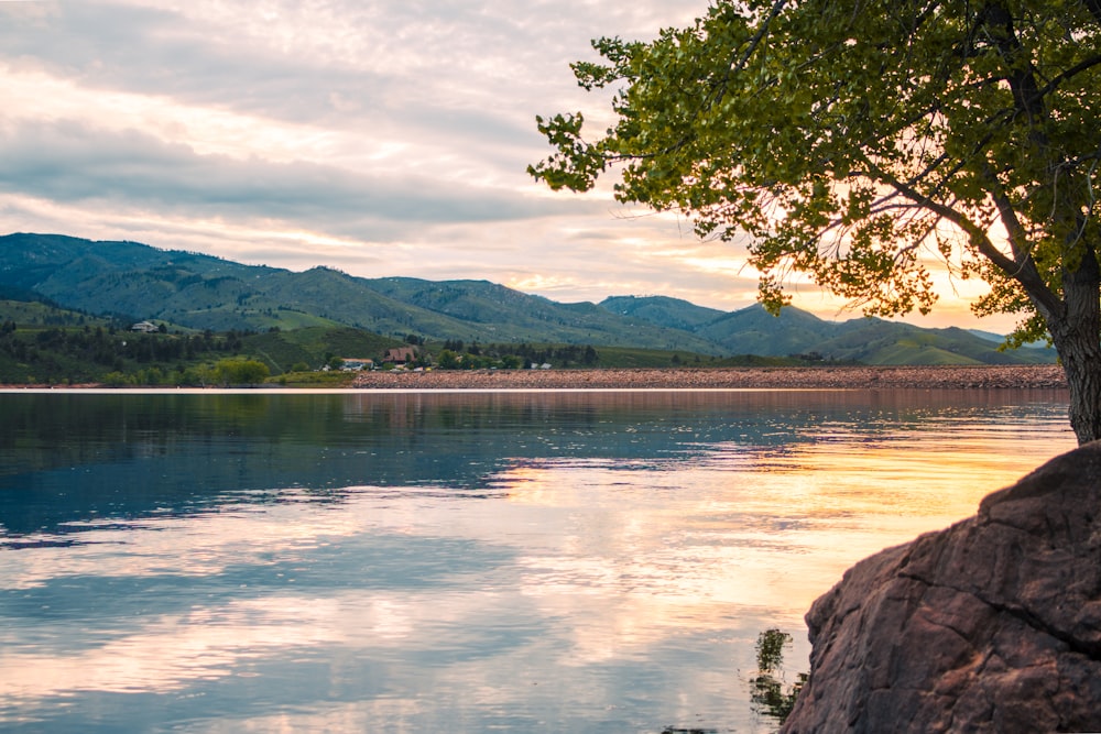 a tree sitting on the edge of a body of water