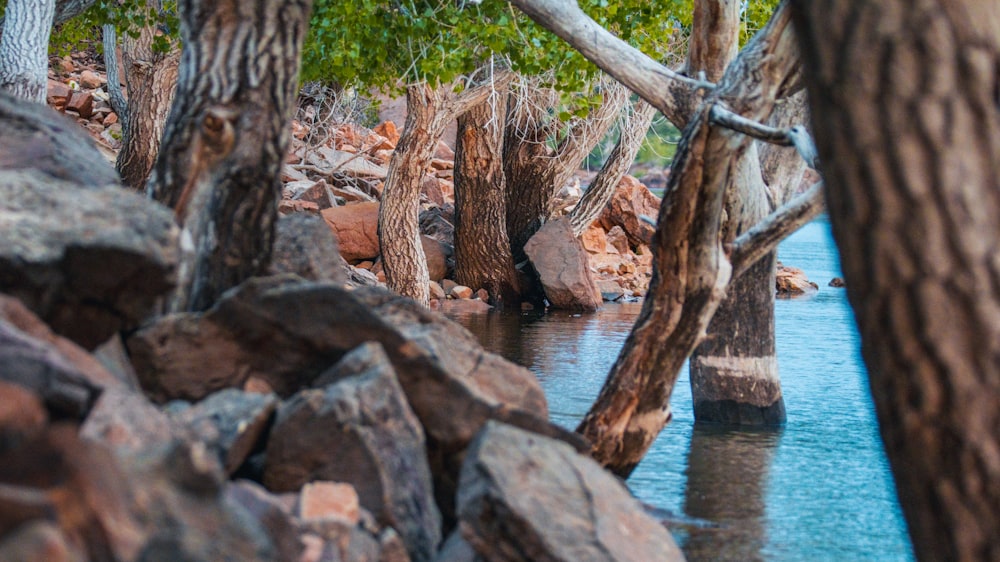 un plan d’eau entouré d’arbres et de rochers