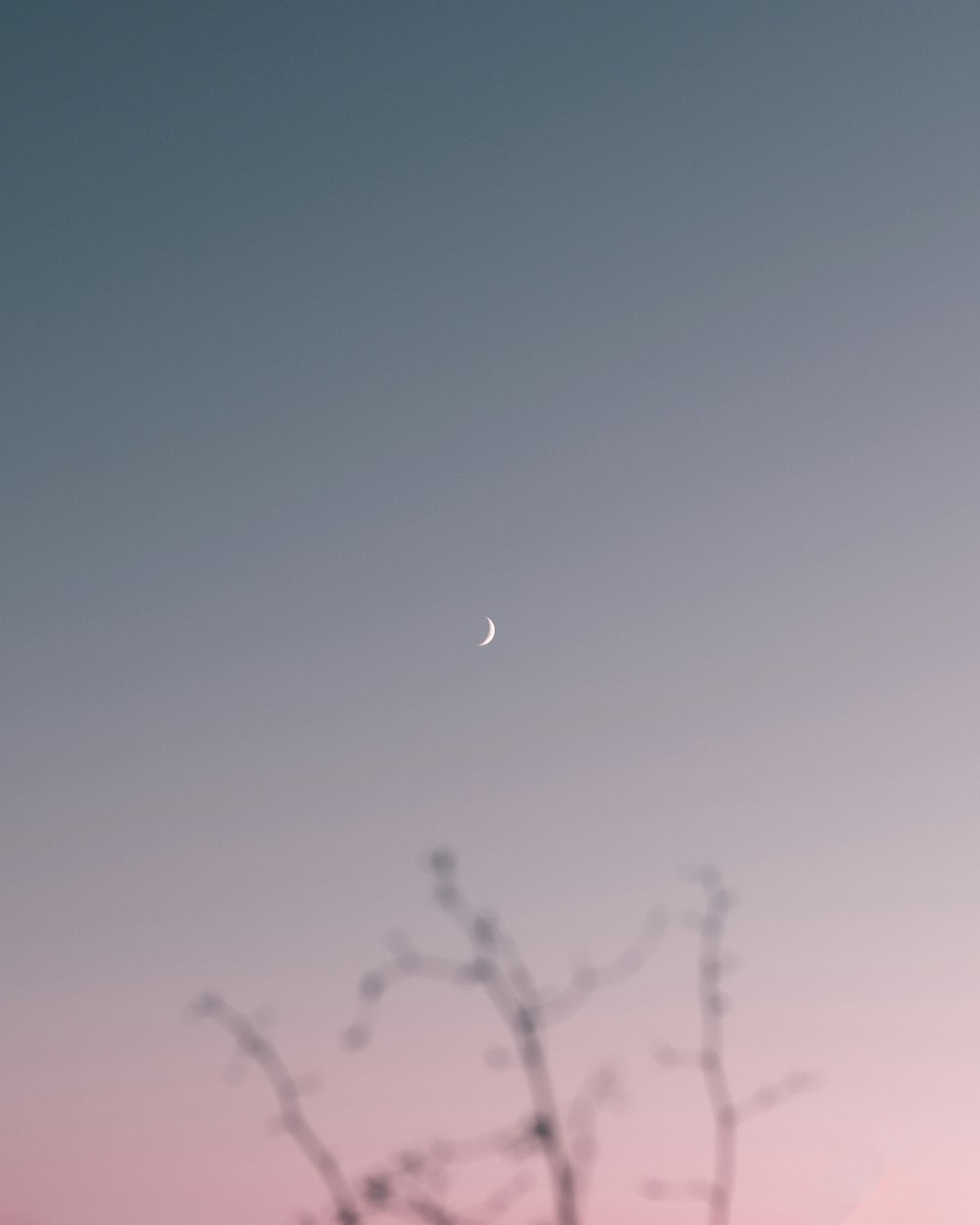 the moon is seen through the branches of a tree