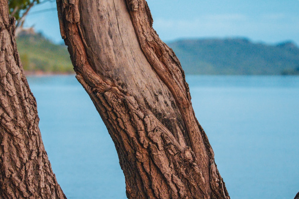 a bird perched on top of a tree next to a body of water