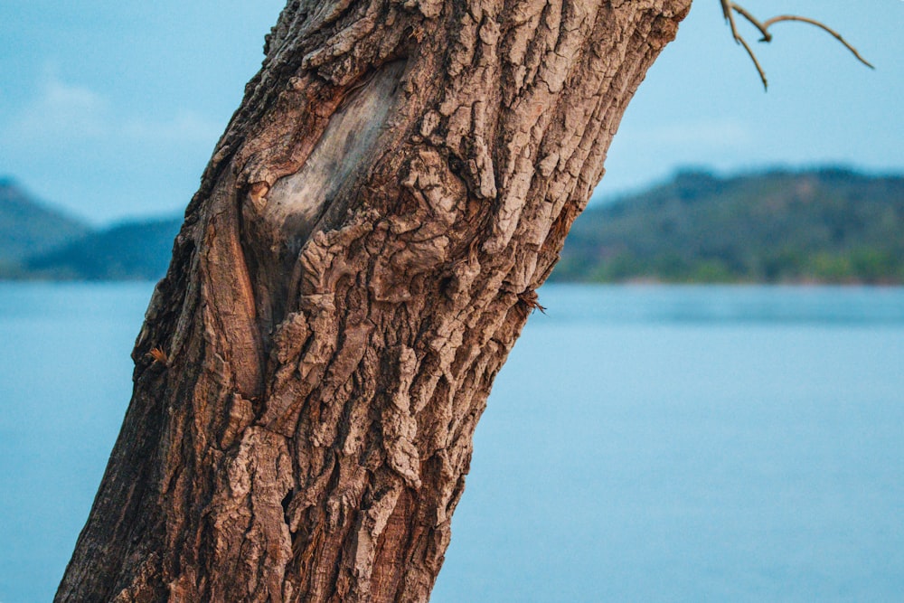 Un pájaro posado en un árbol junto a un cuerpo de agua