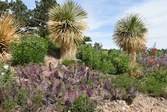 A vibrant, freshly landscaped desert garden with blooming succulents and clean stone pathways under a clear blue sky.