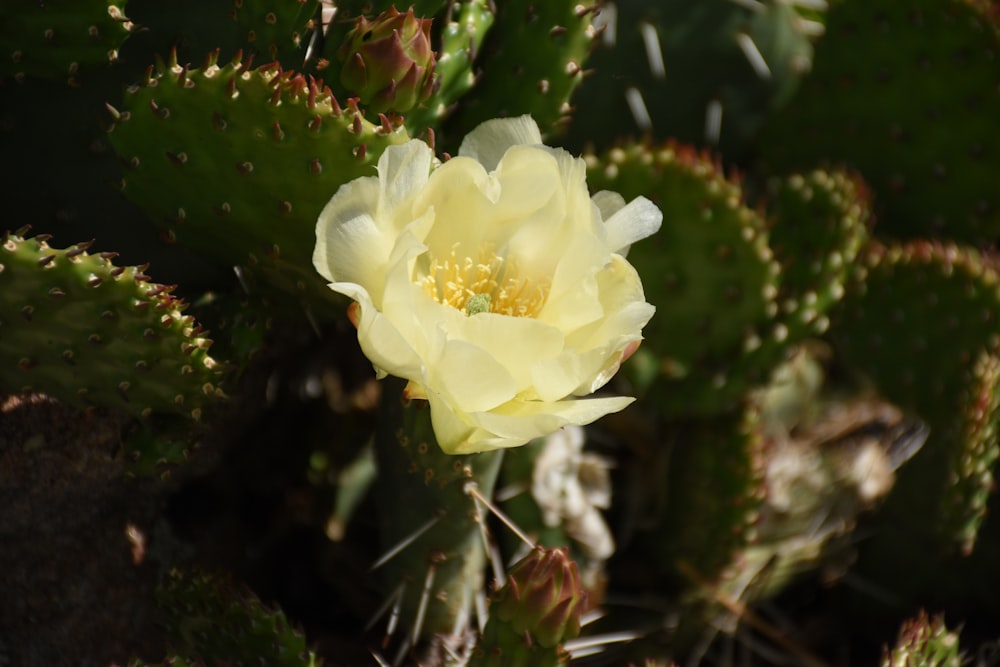 a close up of a yellow flower on a cactus