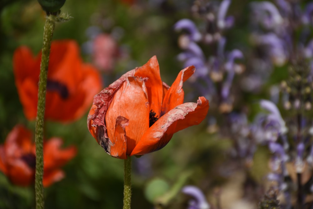 a close up of a red flower with purple flowers in the background