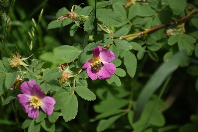A bee is seen perched on a vibrant pink flower amidst a lush green backdrop. The flower's petals surround a bright yellow center, and nearby are other similar flowers, some of which appear to be wilting. The scene is filled with rich, verdant leaves and stems, creating a natural and serene setting.