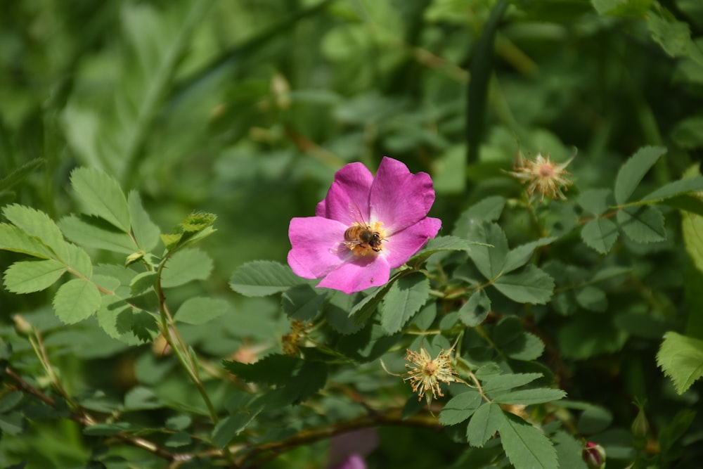 a pink flower with a bee in the middle of it