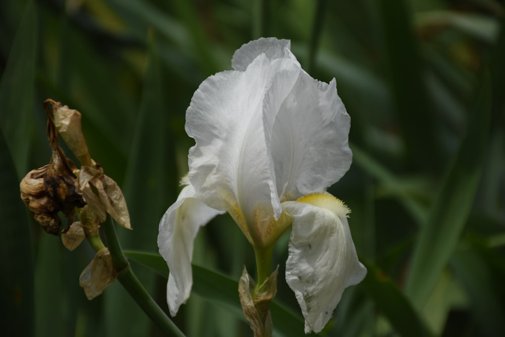 a close up of a white flower with a blurry background