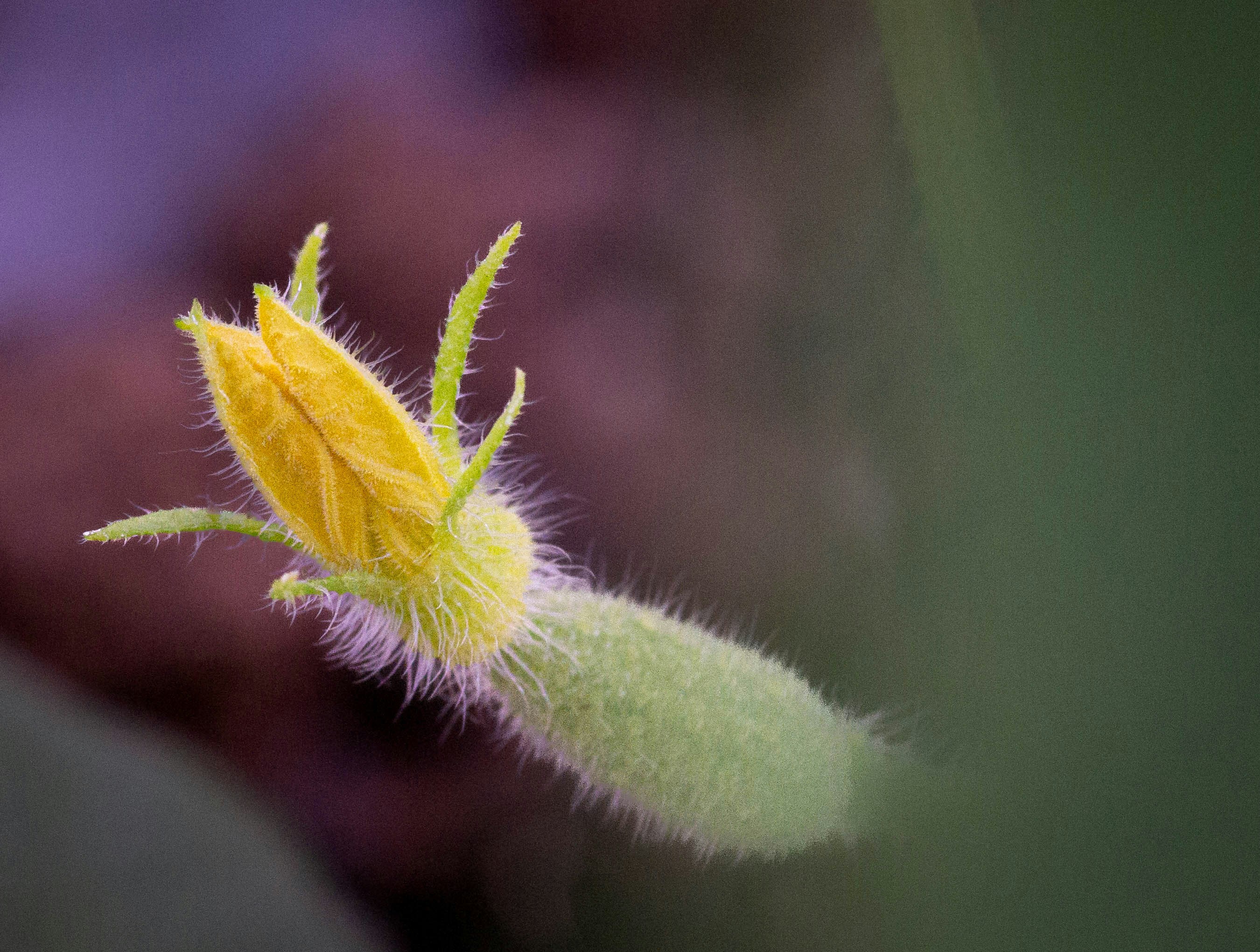 Photo by remmiznairb