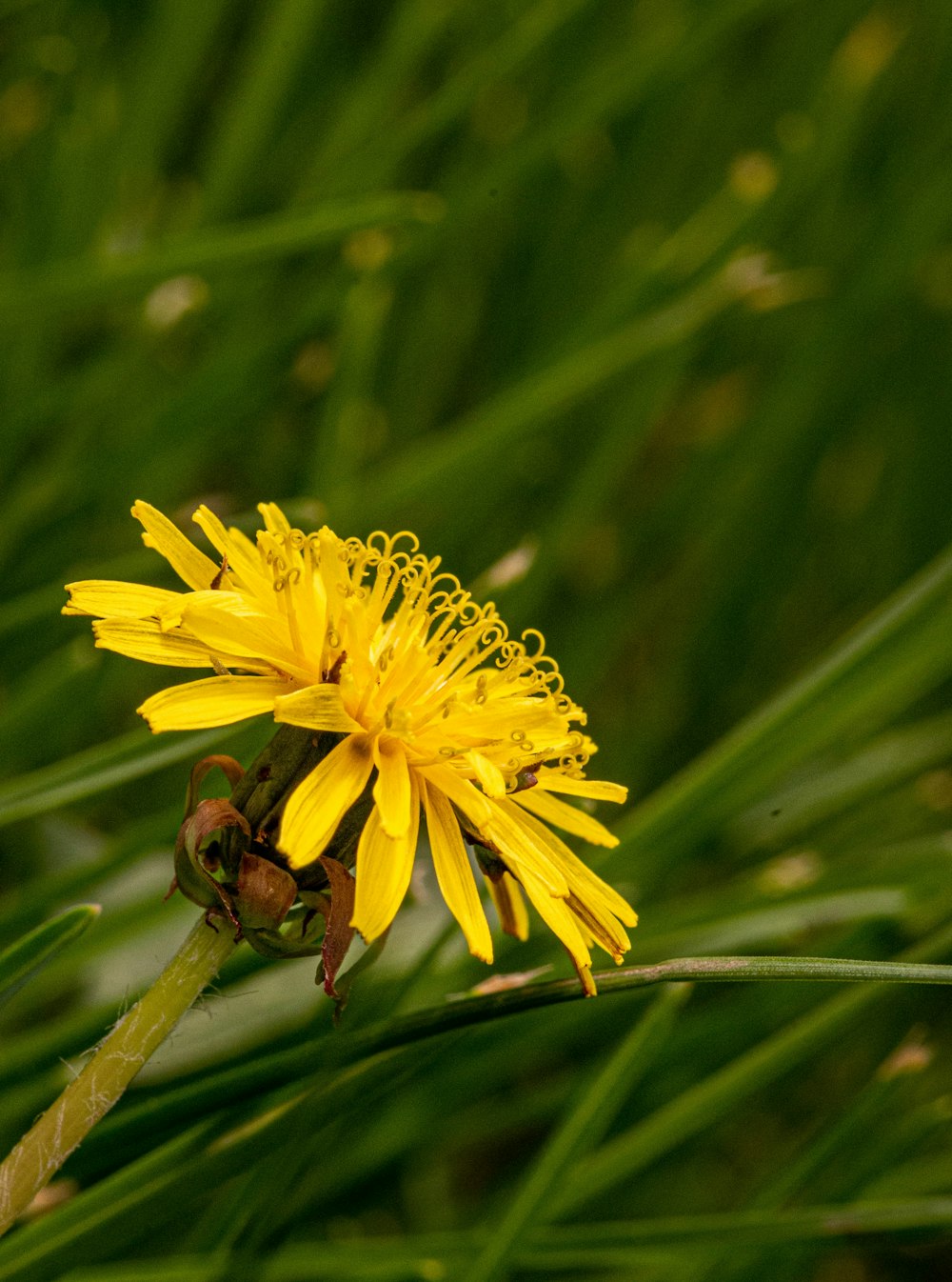 a close up of a yellow flower on a plant