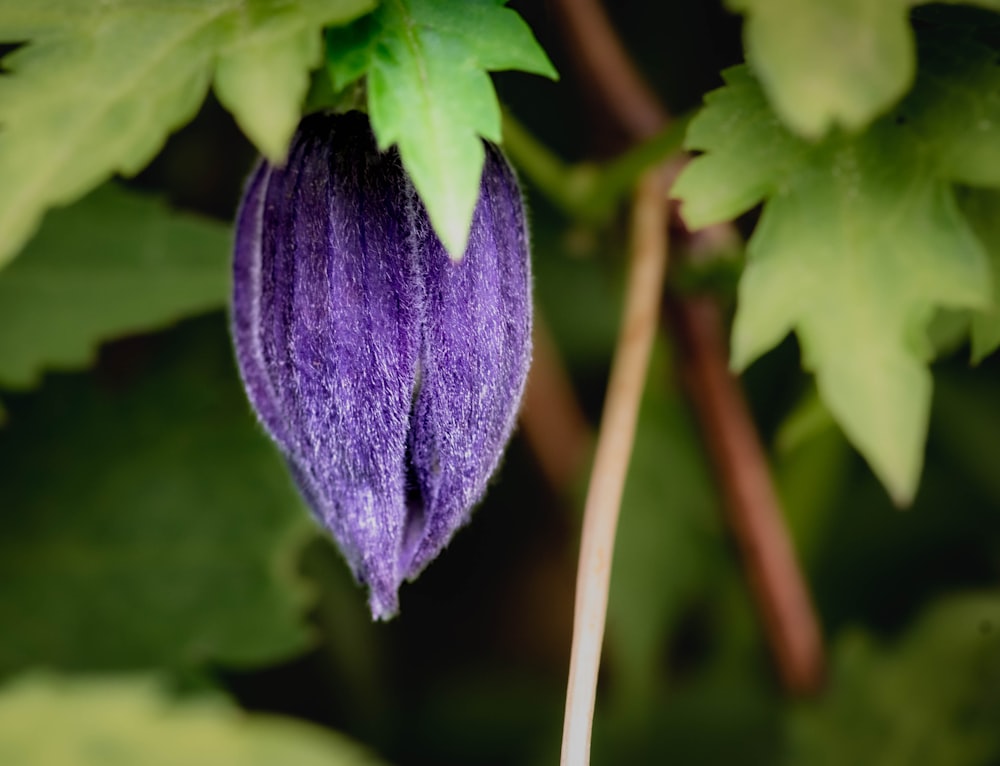 a close up of a purple flower on a plant