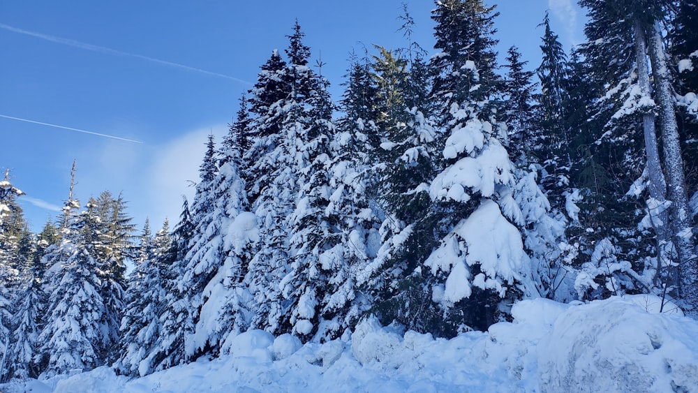 a group of pine trees covered in snow