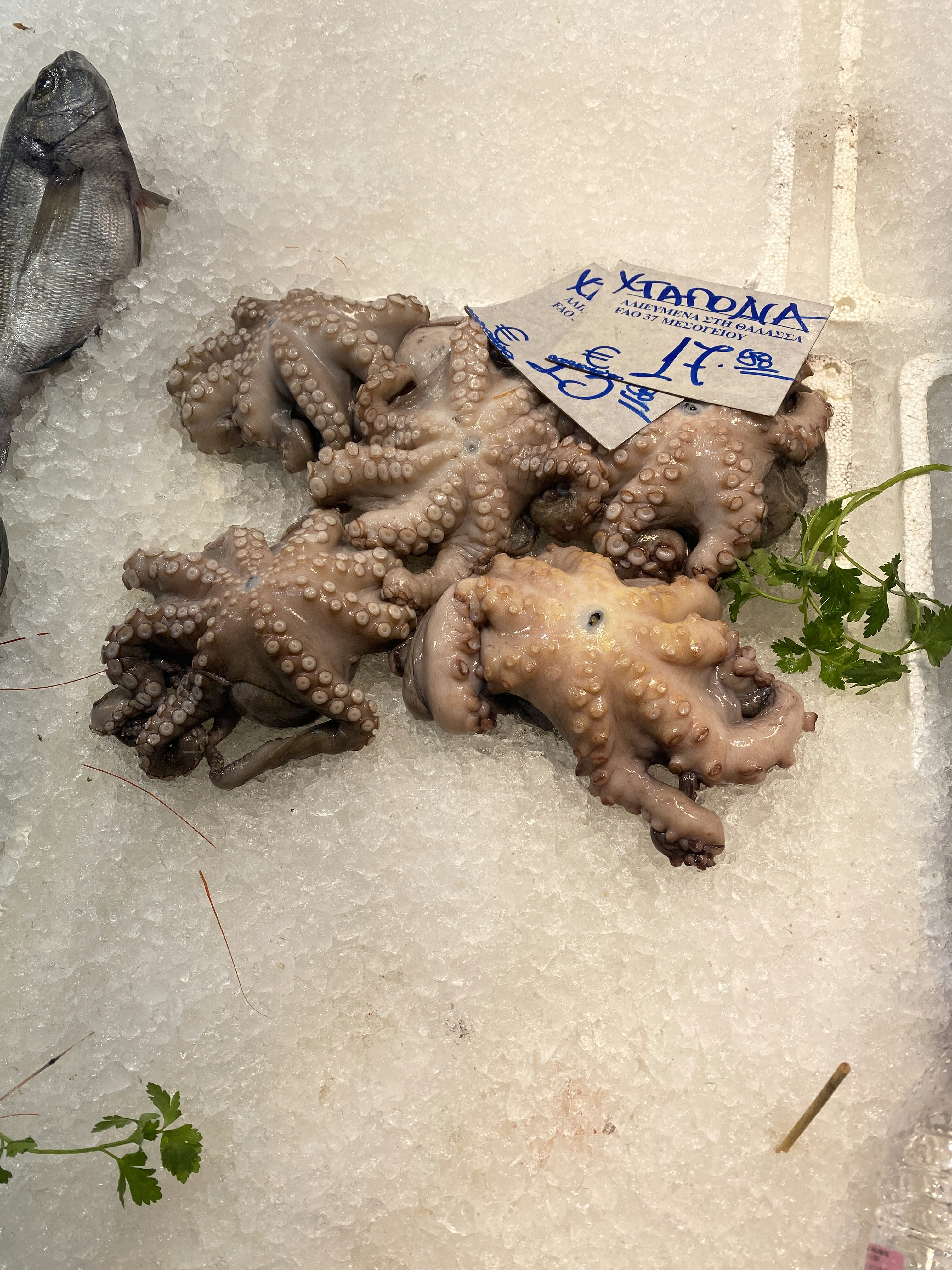 Pulpo fresco del sur