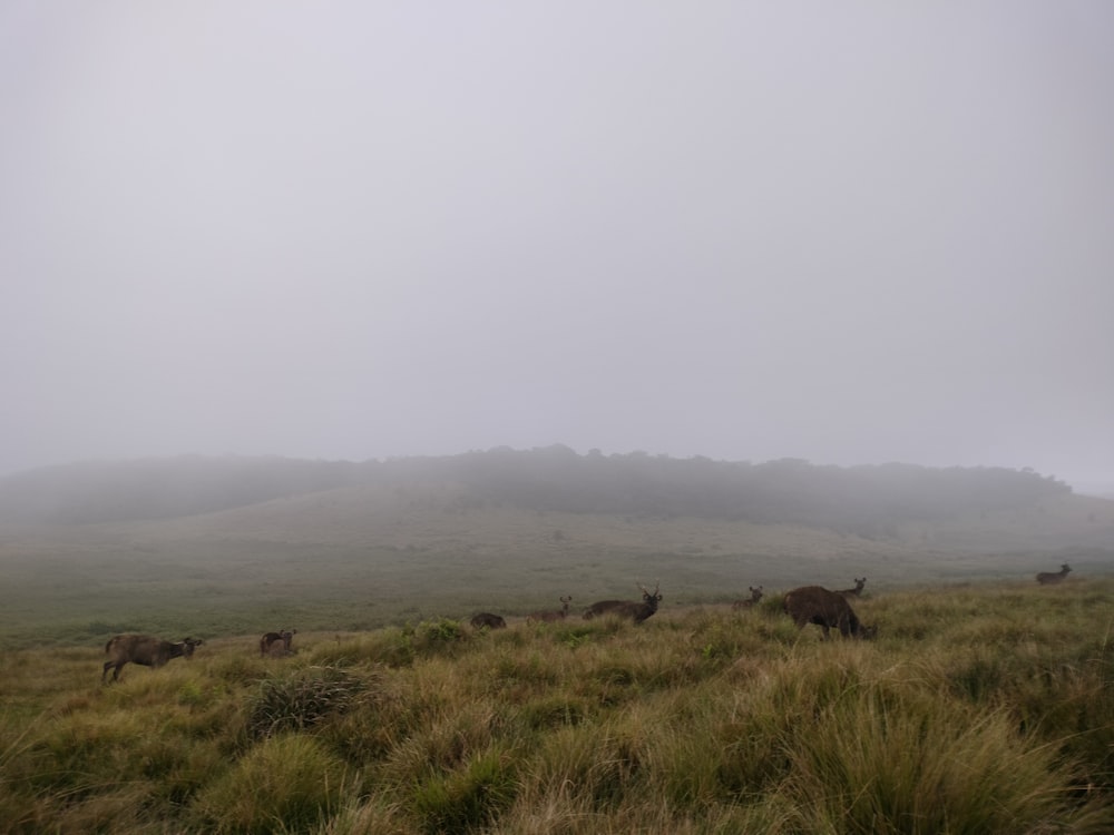 a herd of animals grazing on a lush green hillside