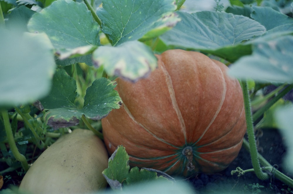 a pumpkin and squash growing in a garden
