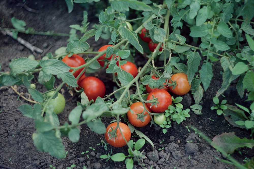 un mazzo di pomodori che crescono su una vite