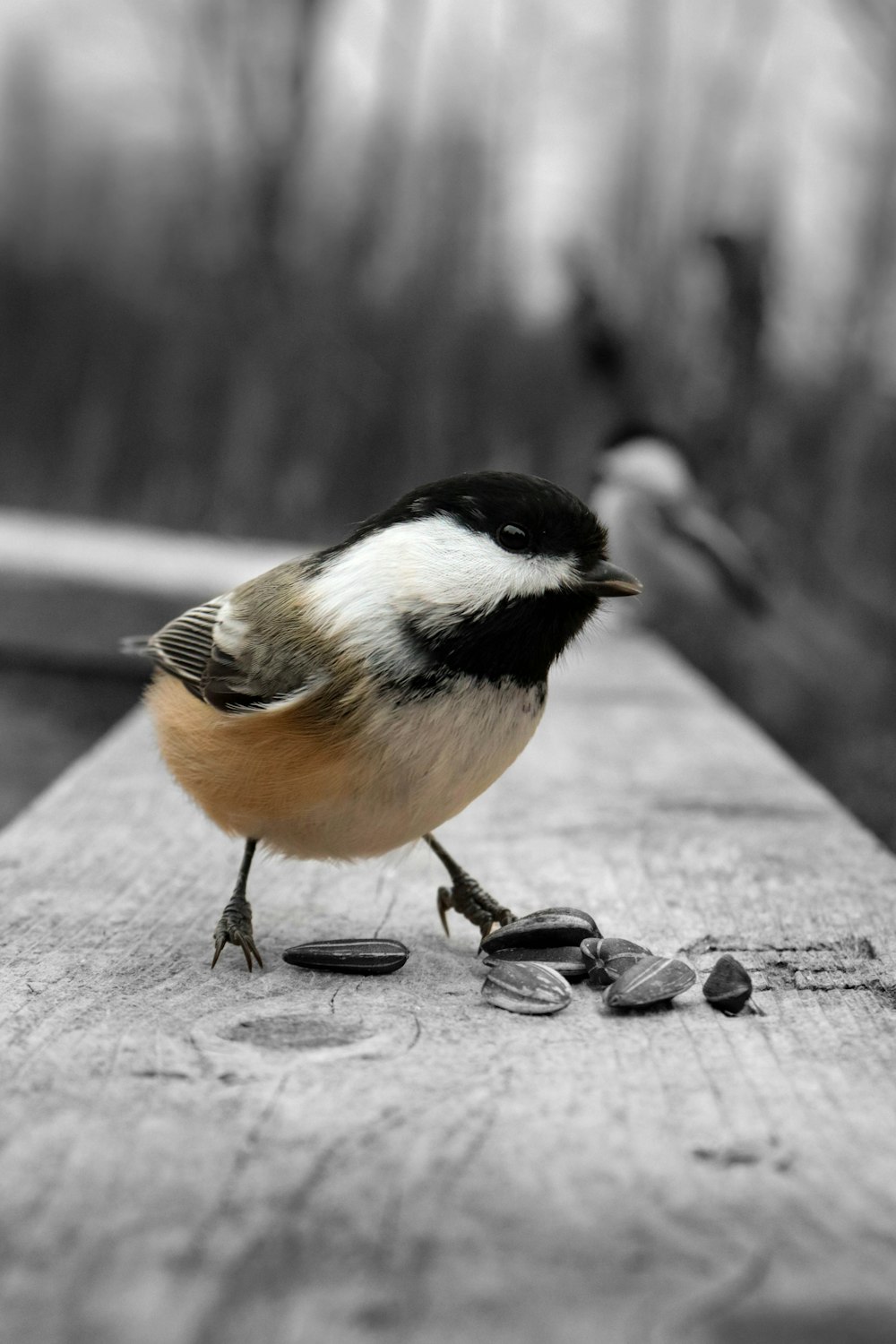 a small bird standing on top of a piece of wood