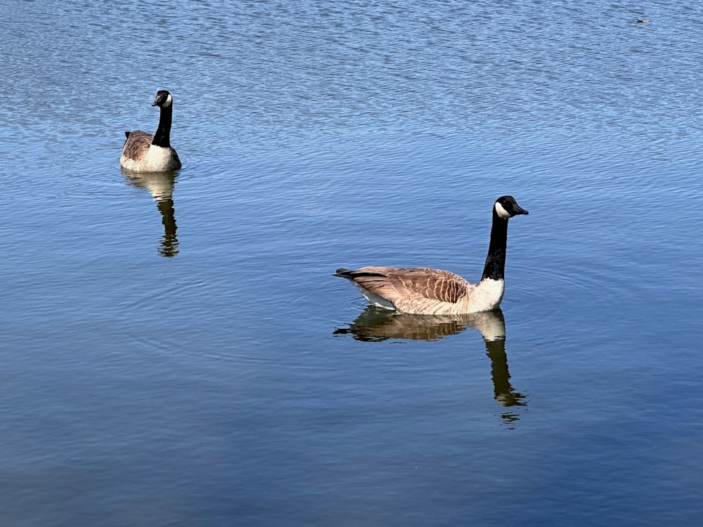 a couple of geese floating on top of a lake