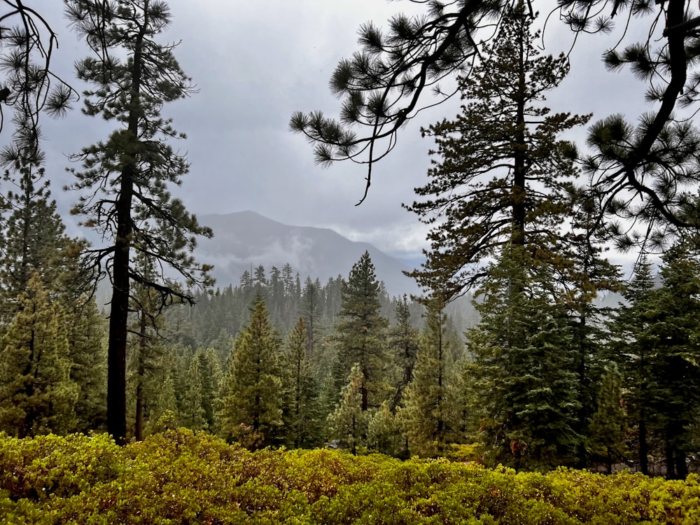 a forest filled with lots of tall pine trees