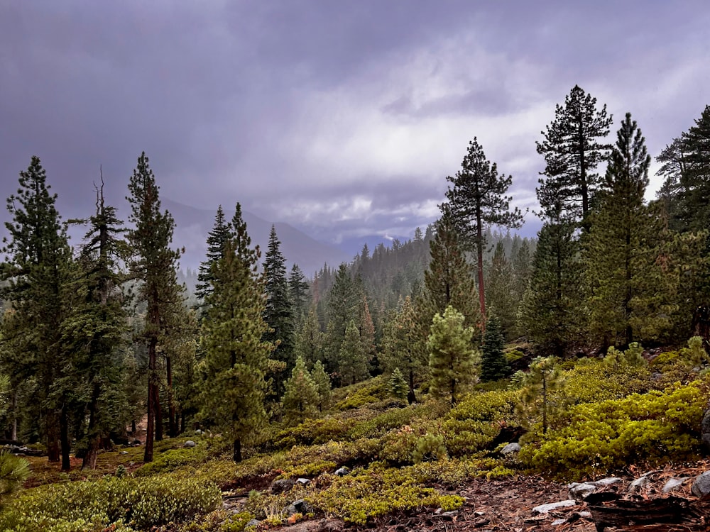 a forest filled with lots of green trees