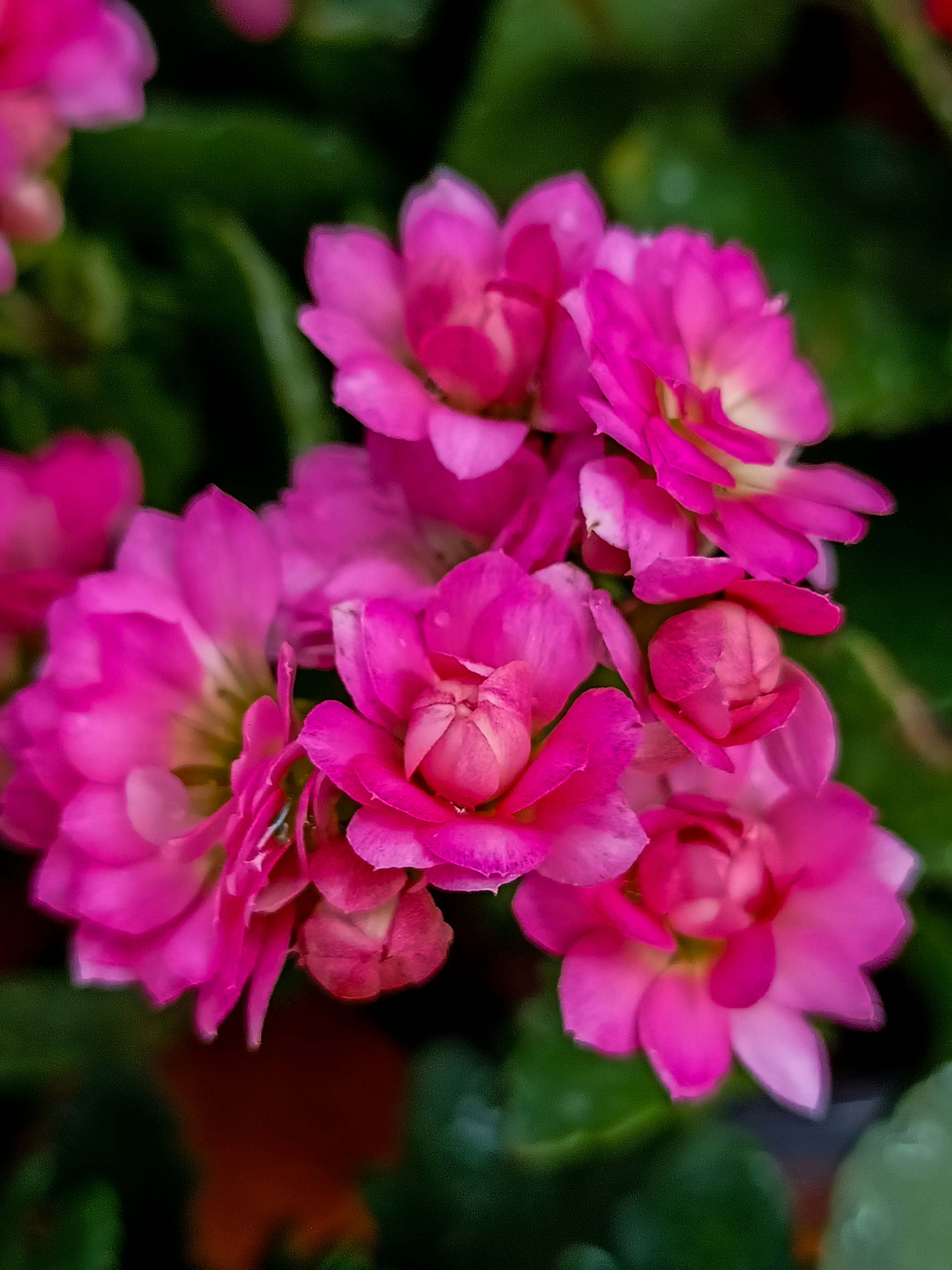 A close up of pink flowers with green leaves photo – Free Navi mumbai ...