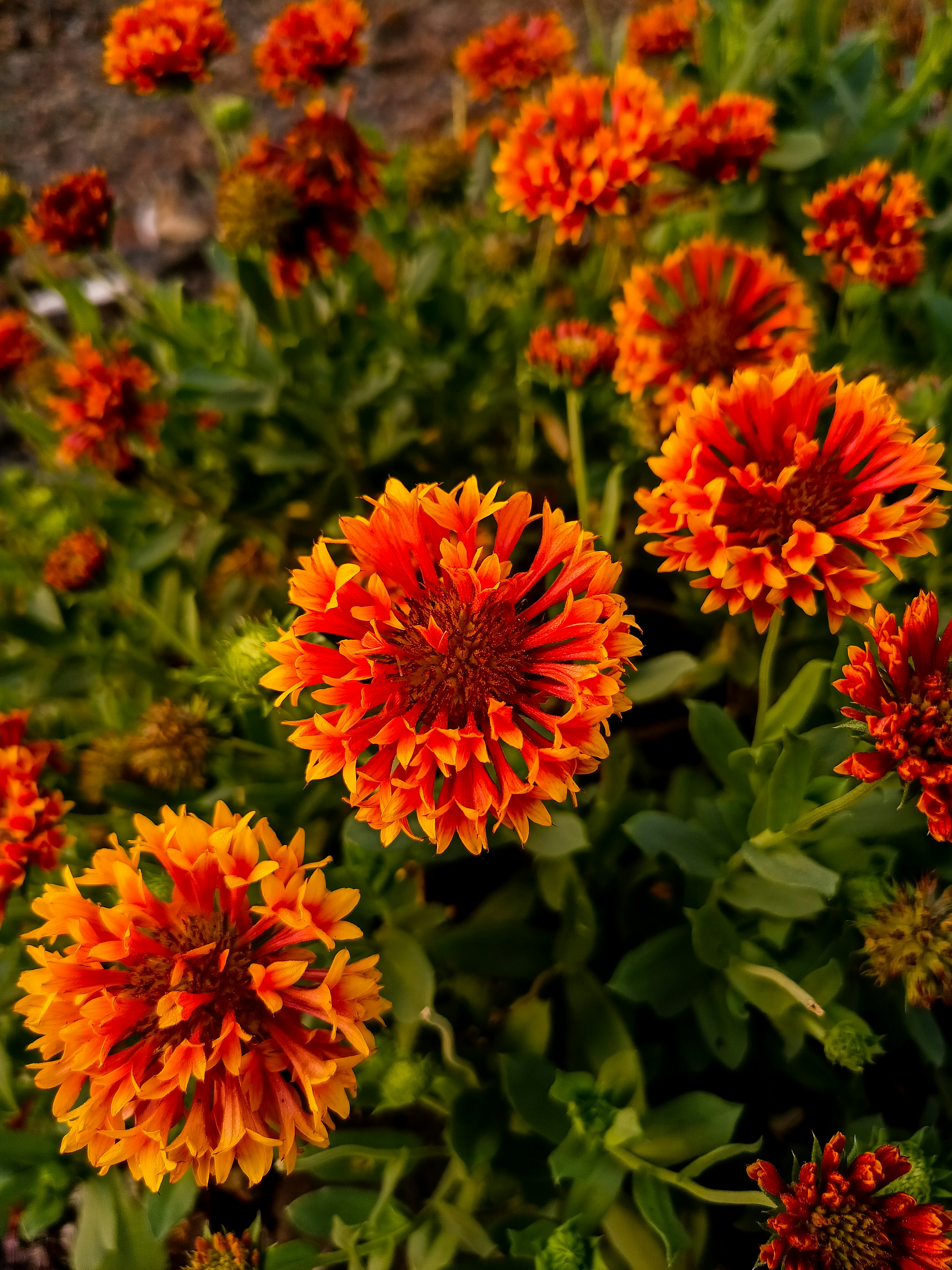 A close up of a bunch of flowers in a field photo Free Kolhapur Image