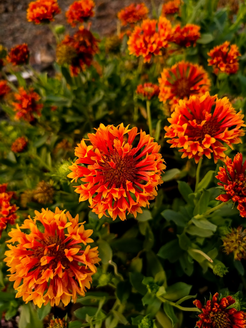 a close up of a bunch of flowers in a field