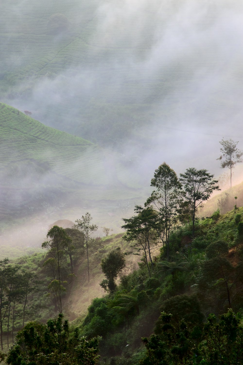 a hill covered in fog and trees on a cloudy day