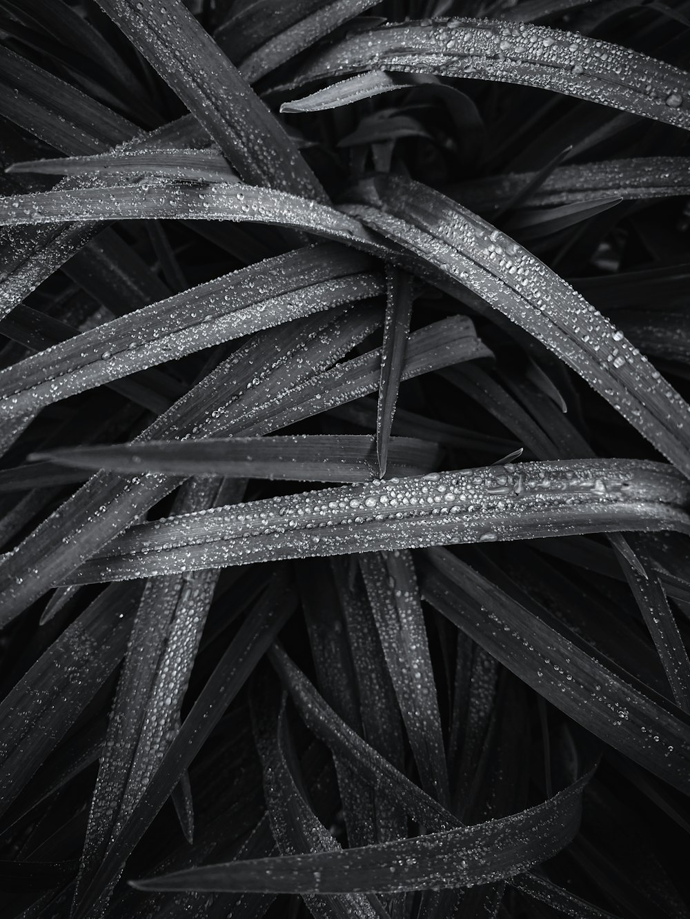 a black and white photo of water droplets on grass