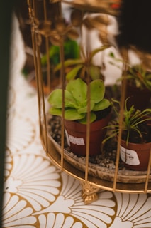 A decorative wire cage contains small potted plants. The foreground features a plant with broad, green leaves in a brown pot. The background shows more plants with varied foliage. The bottom of the cage has a pebble base and the surface underneath is decorated with a floral pattern in gold.