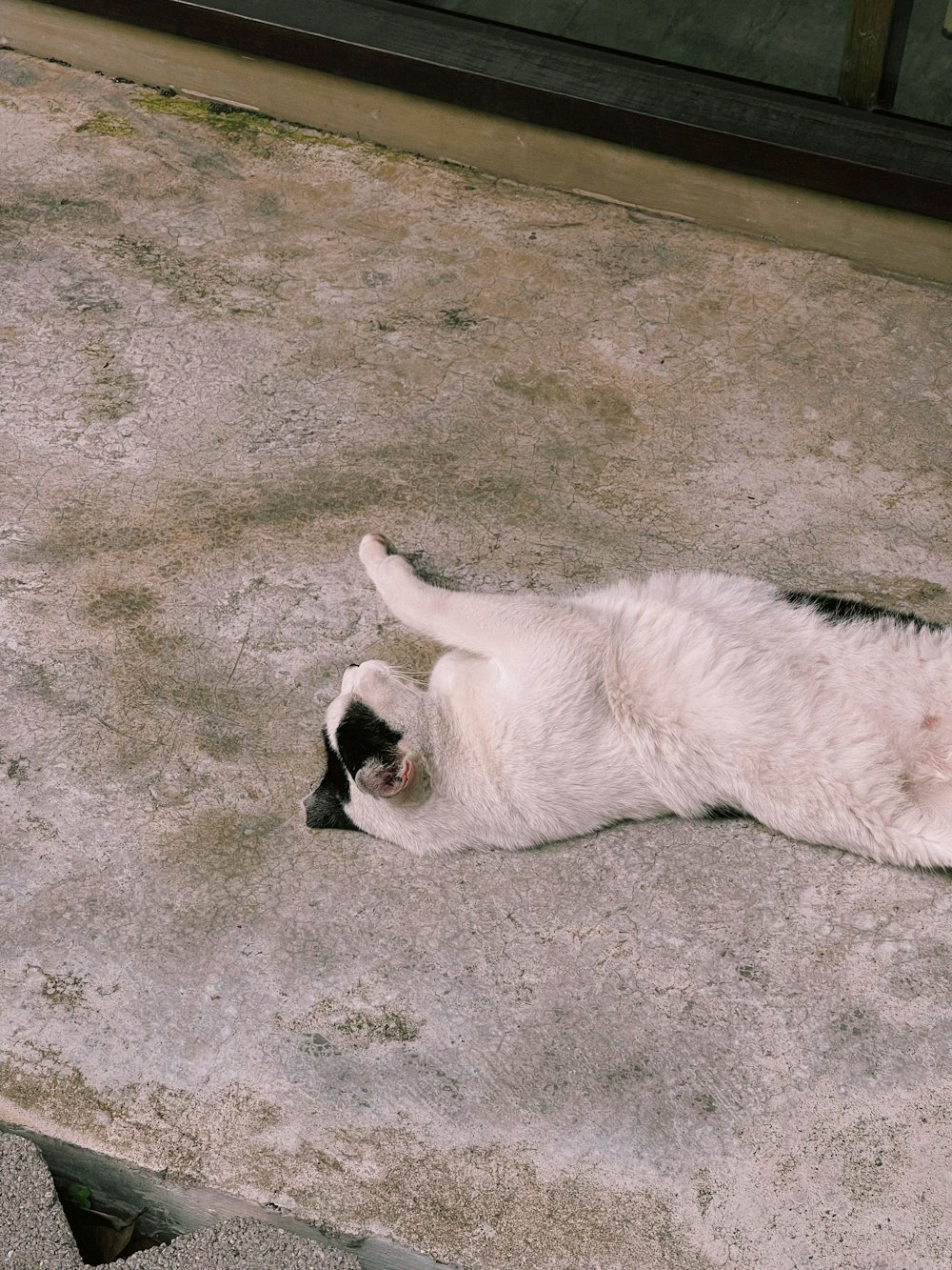 a black and white cat rolling around on the ground