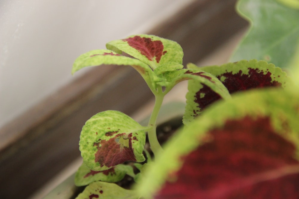 a close up of a plant with red and green leaves