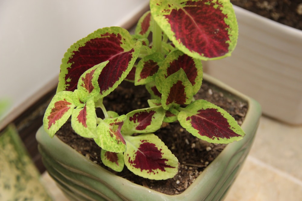 a small potted plant with red and green leaves