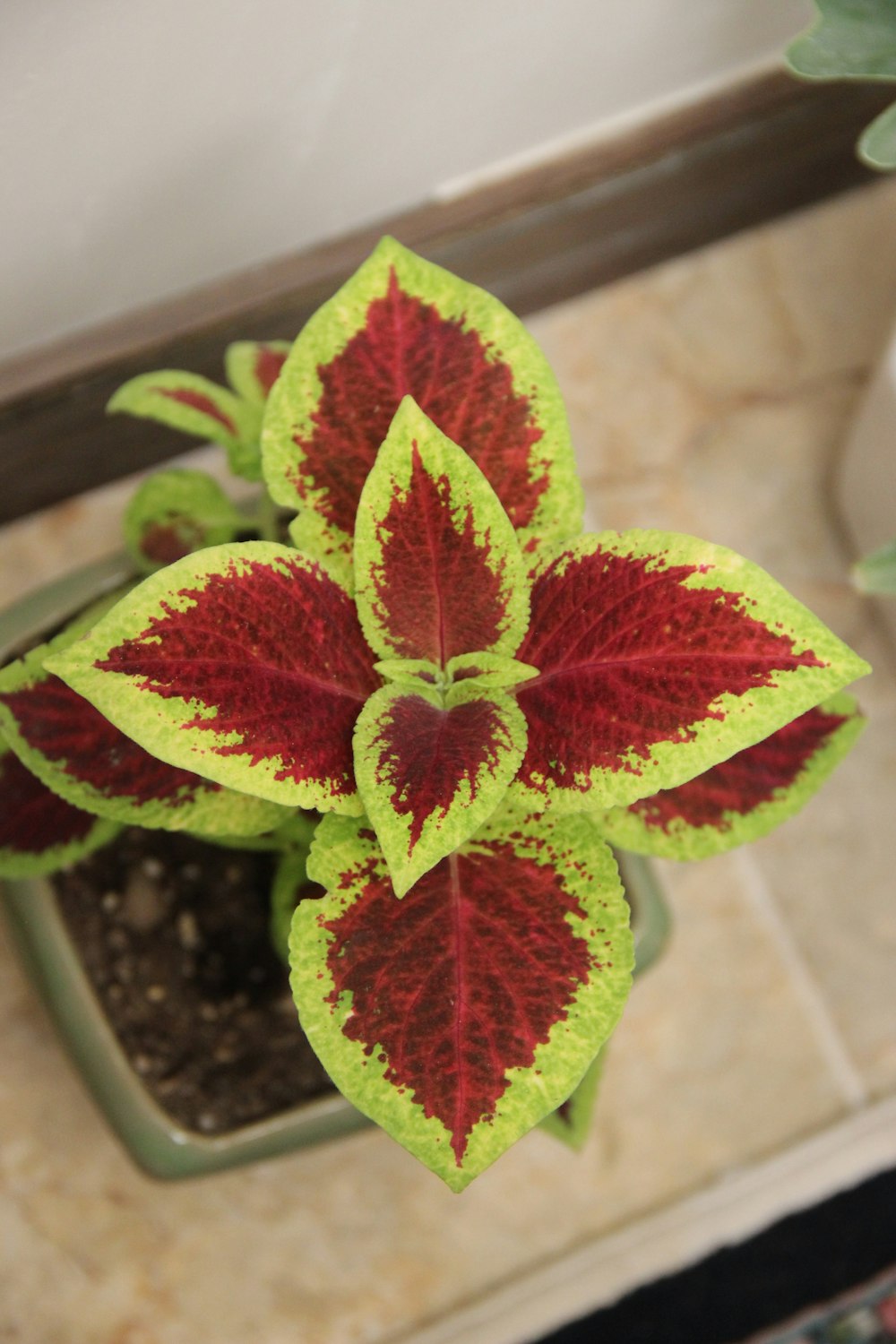Una planta con hojas rojas y verdes en una maceta