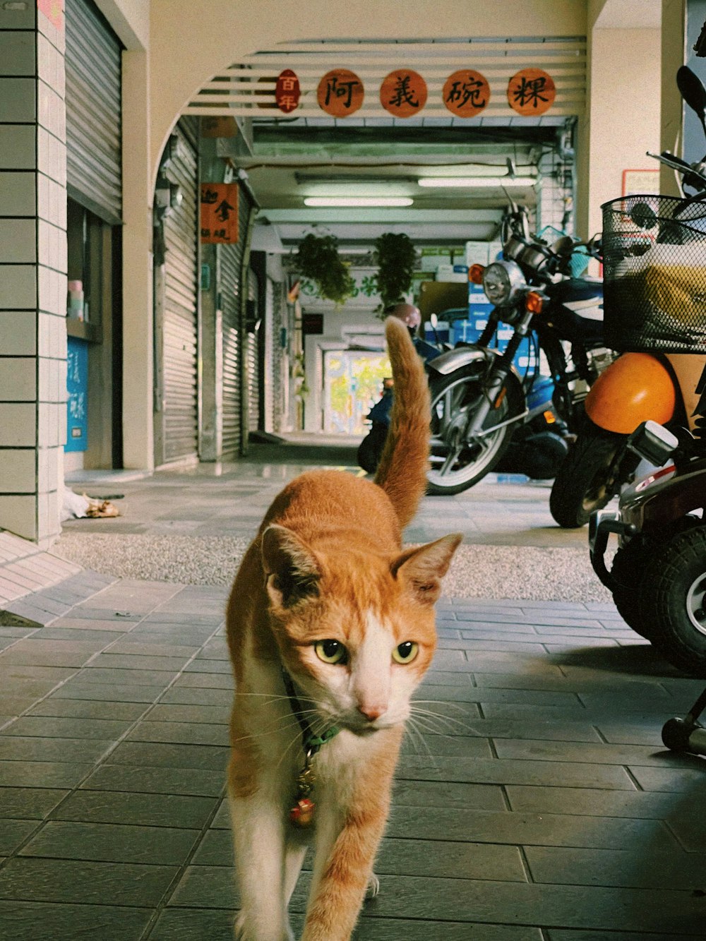 an orange and white cat walking down a sidewalk