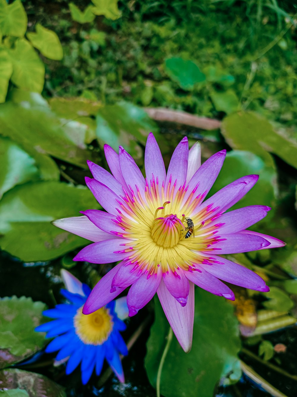 a purple flower with a yellow center surrounded by water lilies