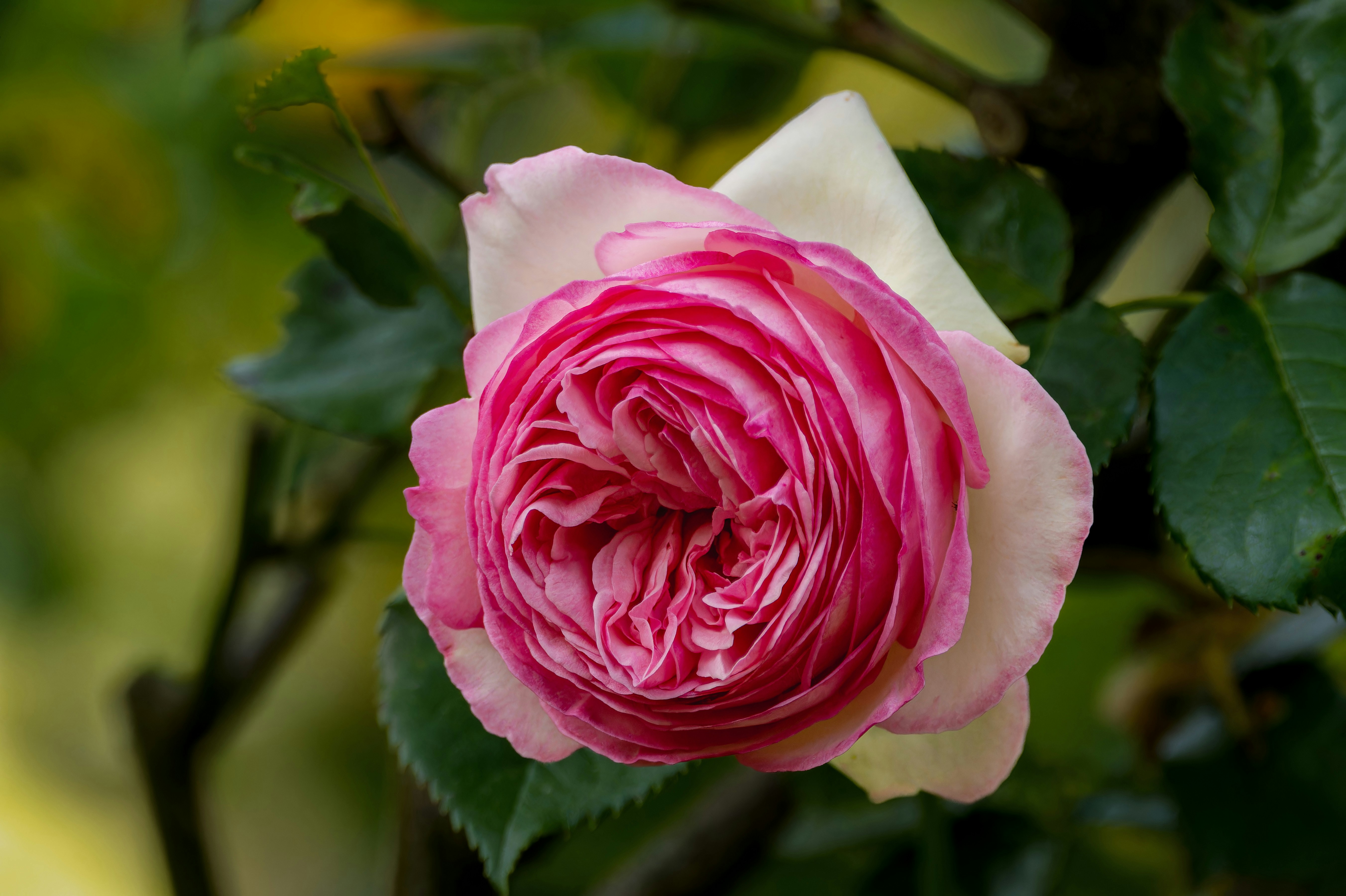 Photo by siegfriedpoepperl