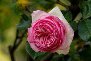 a pink and white rose with green leaves