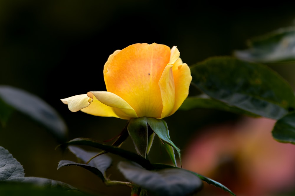 una flor amarilla con hojas verdes en el fondo